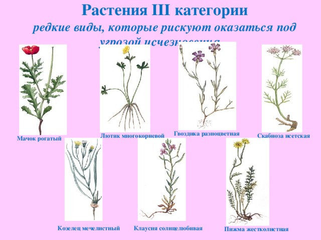 Полынь гвоздика и пижма схема