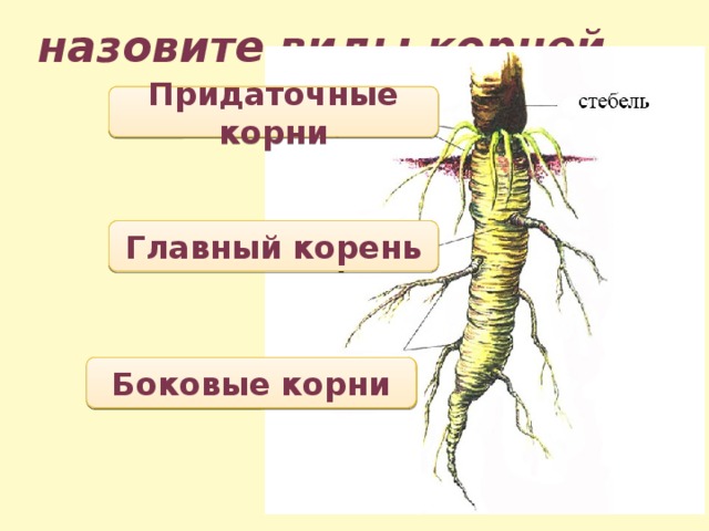 Главный корень боковой корень придаточный корень. Боковые корни отходят от.