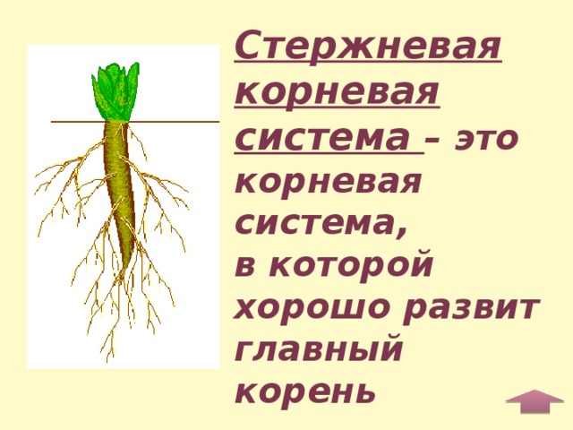Какое число тычинок вероятнее всего будет у растения корневая система которого изображена на рисунке
