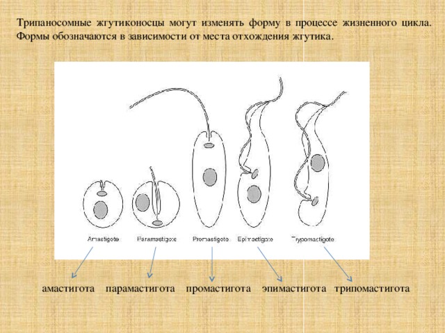 жгутиковые стадии водорослей. стадия жгутиковые. класс жгутиковые размножение. стадия жгутиковые. стадия жгутиковые.