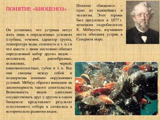 Понятие «биоценоз» – одно из важнейших в экологии. Этот термин был предложен в 1877 г. немецким гидробиологом К. Мёбиусом, изучавшим места обитания устриц в Северном море. ПОНЯТИЕ «БИОЦЕНОЗ» Он установил, что устрицы могут жить лишь в определенных условиях (глубина, течения, характер грунта, температура воды, соленость и т. п.) и что вместе с ними постоянно обитает определенный набор других видов – моллюсков, рыб, ракообразных, иглокожих, червей, кишечнополостных, губок и т. п. Все они связаны между собой и подвержены влиянию окружающих условий. Мёбиус обратил внимание на закономерность такого сожительства. Возможность видов длительно сосуществовать друг с другом в одном биоценозе представляет результат естественного отбора и сложилась в историческом развитии видов. 