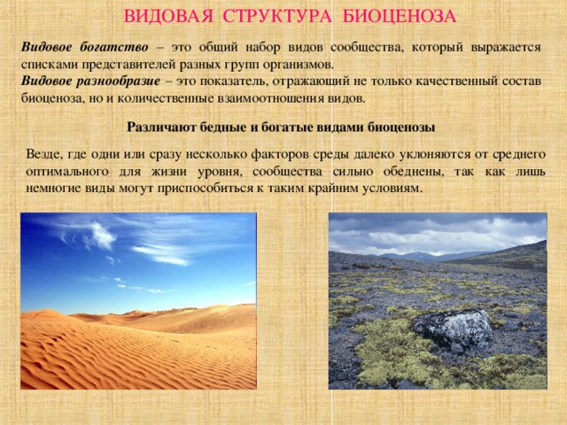 ВИДОВАЯ СТРУКТУРА БИОЦЕНОЗА Видовое богатство – это общий набор видов сообщества, который выражается списками представителей разных групп организмов. Видовое разнообразие – это показатель, отражающий не только качественный состав биоценоза, но и количественные взаимоотношения видов. Различают бедные и богатые видами биоценозы Везде, где одни или сразу несколько факторов среды далеко уклоняются от среднего оптимального для жизни уровня, сообщества сильно обеднены, так как лишь немногие виды могут приспособиться к таким крайним условиям. 