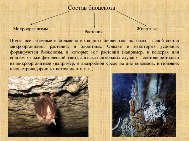 Состав биоценоза Микроорганизмы Животные Растения Почти все наземные и большинство водных биоценозов включают в свой состав микроорганизмы, растения, и животных. Однако в некоторых условиях формируются биоценозы, в которых нет растений (например, в пещерах или водоемах ниже фотической зоны), а в исключительных случаях – состоящие только из микроорганизмов (например, в анаэробной среде на дне водоемов, в гниющих илах, сероводородных источниках и т. п.). 