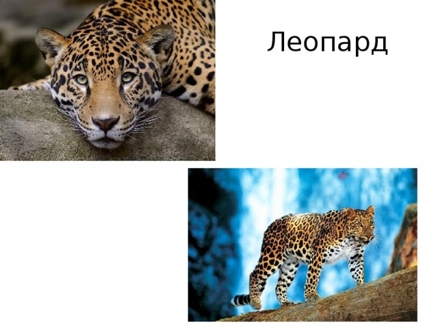 Леопард 