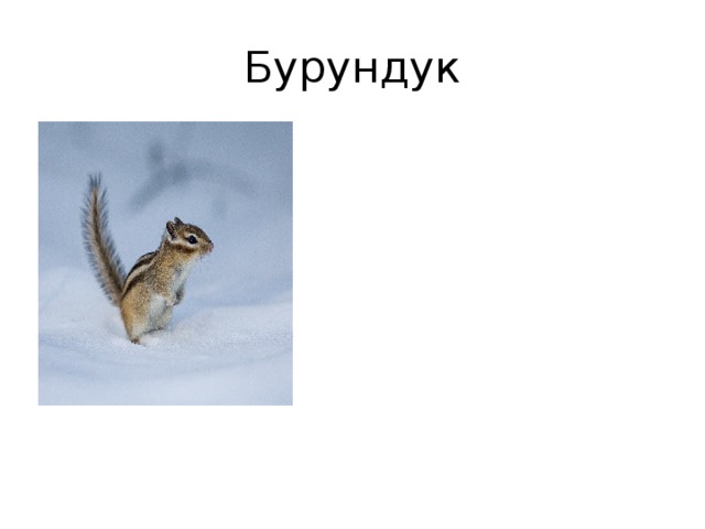 Бурундук 