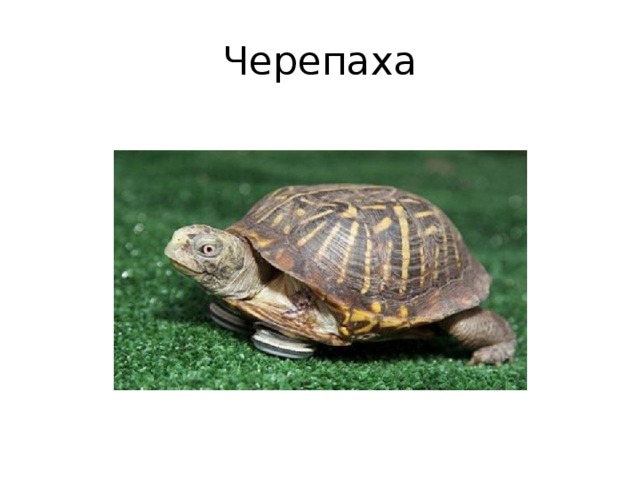 Черепаха 