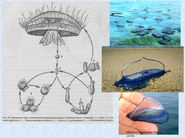 S. Mirshak Photo © John Walker Морские кораблики Velella velella 