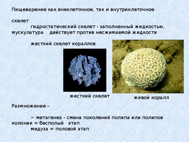 Пищеварение как внеклеточное, так и внутриклеточное   скелет   гидростатический скелет - заполненный жидкостью, мускулатура  действует против несжимаемой жидкости    жесткий скелет кораллов    Размножение –   ~ метагенез - смена поколений полипа или полипов колонии = бесполый  этап   медуза = половой этап жесткий скелет живой коралл  