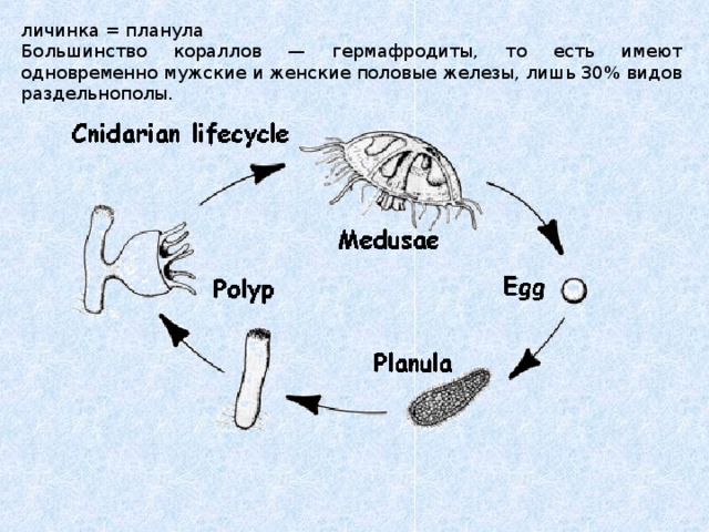 личинка = планула Большинство кораллов — гермафродиты, то есть имеют одновременно мужские и женские половые железы, лишь 30% видов раздельнополы. 