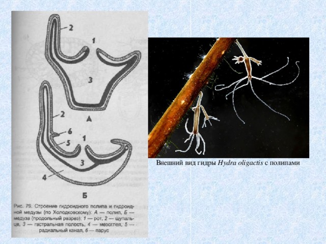 Внешний вид гидры Hydra oligactis с полипами 