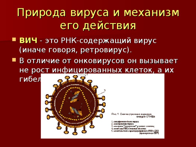 Природа вируса и механизм его действия ВИЧ - это РНК-содержащий вирус (иначе говоря, ретровирус). В отличие от онковирусов он вызывает не рост инфицированных клеток, а их гибель. 