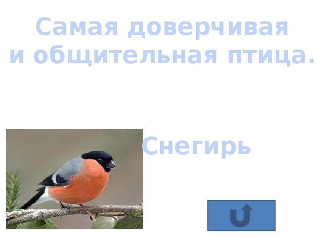 красногрудые зяблики. снегирь вьюрковые. котопоиск снегирь ответы. чернокрылый красногрудый и зимой тут как тут. загадка про снегиря.