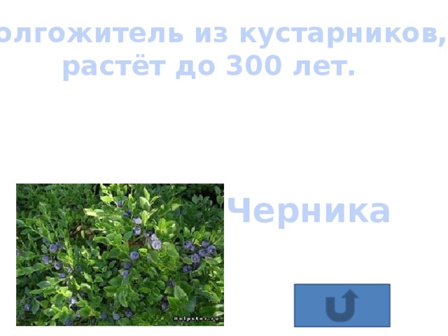 лесные ягоды для дошкольников названия. плодово ягодные растения. ирга круглолистная (amelanchier ovalis). дукорастущие кутарник. ирга колосистая.