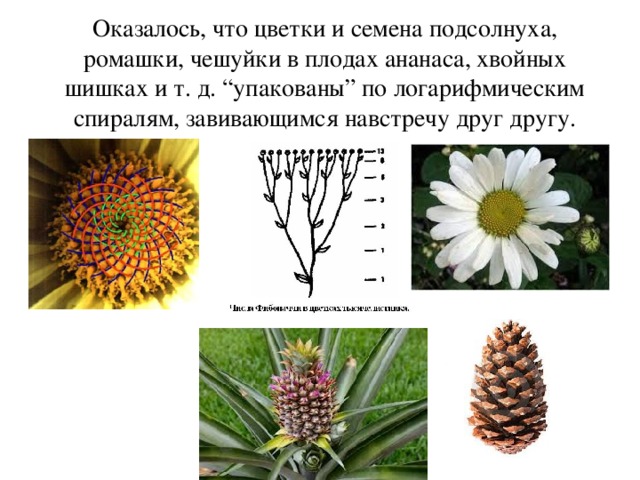 Оказалось, что цветки и семена подсолнуха, ромашки, чешуйки в плодах ананаса, хвойных шишках и т. д. “упакованы” по логарифмическим спиралям, завивающимся навстречу друг другу. 