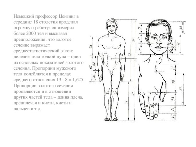 Немецкий профессор Цейзинг в середине 18 столетия проделал огромную работу: он измерил более 2000 тел и высказал предположение, что золотое сечение выражает среднестатистический закон: деление тела точкой пупа – один из основных показателей золотого сечения. Пропорции мужского тела колеблются в пределах среднего отношения 13 : 8 = 1,625. Пропорции золотого сечения проявляются и в отношении других частей тела – длина плеча, предплечья и кисти, кисти и пальцев и т.д. 