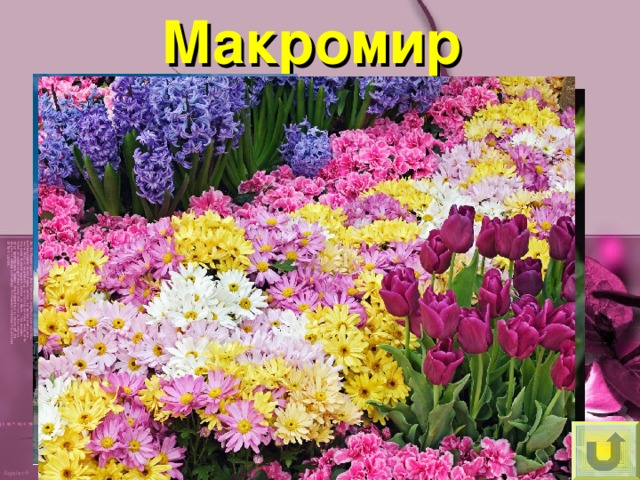 Макромир 