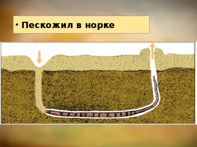 Пескожил в норке 