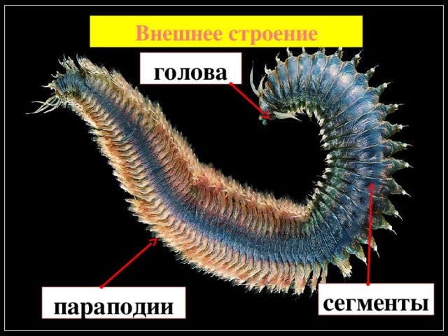 Внешнее строение голова сегменты параподии 