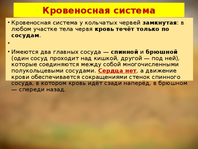 Кровеносная система Кровеносная система у кольчатых червей  замкнутая : в любом участке тела червя  кровь течёт только по сосудам .   Имеются два главных сосуда — спинной и брюшной (один сосуд проходит над кишкой, другой — под ней), которые соединяются между собой многочисленными полукольцевыми сосудами.  Сердца нет , а движение крови обеспечивается сокращениями стенок спинного сосуда, в котором кровь идёт сзади наперёд, в брюшном — спереди назад. 