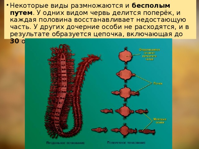 Некоторые виды размножаются и бесполым путем . У одних видом червь делится поперёк, и каждая половина восстанавливает недостающую часть. У других дочерние особи не расходятся, и в результате образуется цепочка, включающая до 30 особей, но потом она распадается. 