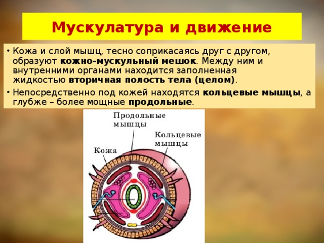 Какой цифрой на схеме поперечного среза кольчатого червя обозначен слой кольцевых мышц