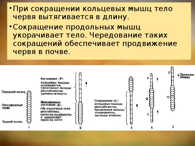 При сокращении кольцевых мышц тело червя вытягивается в длину. Сокращение продольных мышц укорачивает тело. Чередование таких сокращений обеспечивает продвижение червя в почве. 