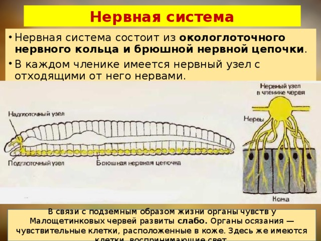 Нервная система Нервная система состоит из  окологлоточного нервного кольца и брюшной нервной цепочки . В каждом членике имеется нервный узел с отходящими от него нервами. В связи с подземным образом жизни органы чувств у Малощетинковых червей развиты слабо. Органы осязания — чувствительные клетки, расположенные в коже. Здесь же имеются клетки, воспринимающие свет. 