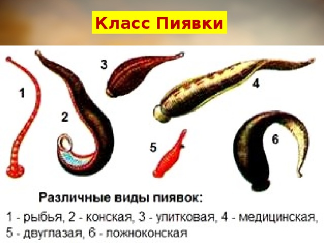 Класс Пиявки 