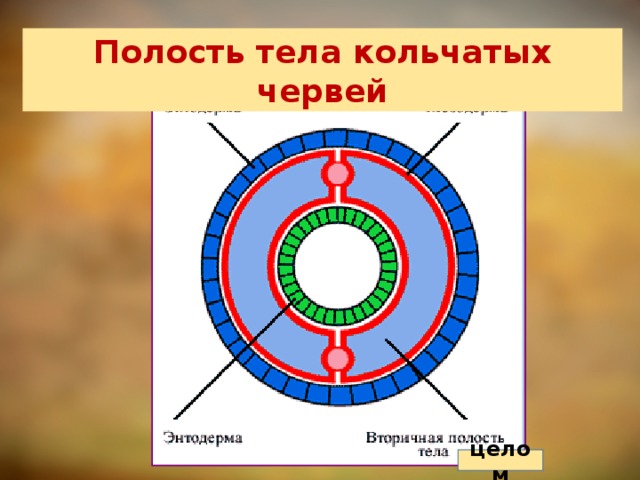 Полость тела кольчатых червей целом 