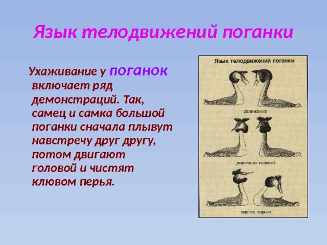 Язык телодвижений поганки  Ухаживание у поганок включает ряд демонстраций. Так, самец и самка большой поганки сначала плывут навстречу друг другу, потом двигают головой и чистят клювом перья. 