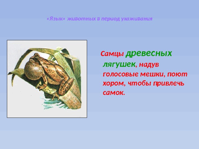  «Язык» животных в период ухаживания     Самцы древесных лягушек , надув голосовые мешки, поют хором, чтобы привлечь самок.  