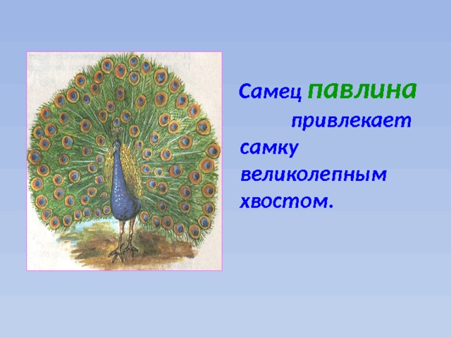 Самец павлина привлекает самку великолепным хвостом. 