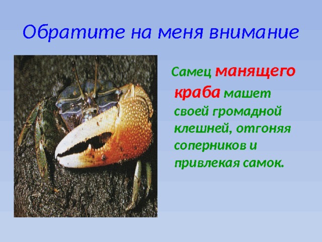 Обратите на меня внимание  Самец манящего краба машет своей громадной клешней, отгоняя соперников и привлекая самок. 