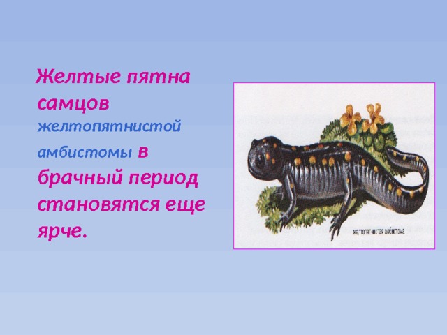  Желтые пятна самцов желтопятнистой амбистомы в брачный период становятся еще ярче. 