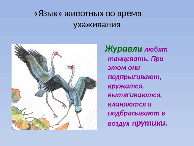 «Язык» животных во время ухаживания  Журавли  любят танцевать. При этом они подпрыгивают, кружатся, вытягиваются, кланяются и подбрасывают в воздух прутики. 