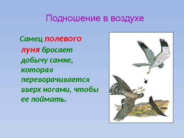 Подношение в воздухе  Самец полевого луня бросает добычу самке, которая переворачивается вверх ногами, чтобы ее поймать. 