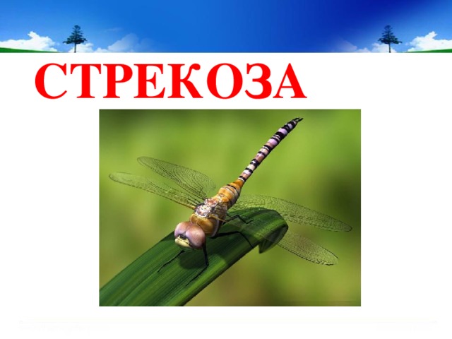 СТРЕКОЗА 