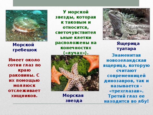 У морской звезды, которая к таковым и относится, светочувствительные клетки расположены на конечностях («лучах»). Ящерица туатара Морской гребешок Знаменитая новозеландская ящерица, которую считают современницей динозавров, так и называется - «трехглазая». Третий глаз ее находится во лбу! Имеет около сотни глаз по краю раковины. С их помощью моллюск отслеживает хищников. Морская звезда 