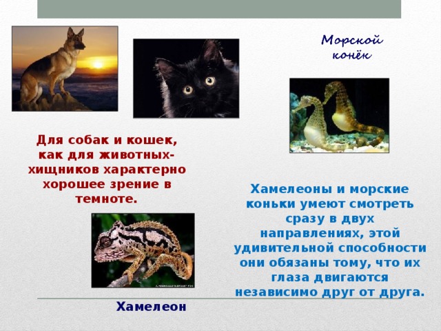 Для собак и кошек, как для животных-хищников характерно хорошее зрение в темноте. Хамелеоны и морские коньки умеют смотреть сразу в двух направлениях, этой удивительной способности они обязаны тому, что их глаза двигаются независимо друг от друга. Хамелеон 