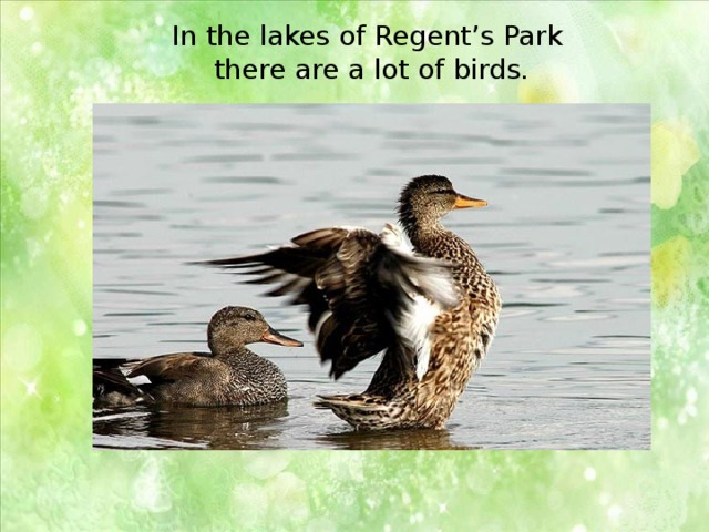 In the lakes of Regent’s Park there are a lot of birds. 