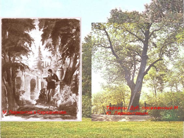 Тарханы. Усадьба . Тарханы. Дуб, посаженный М. Ю. Лермонтовым.  М. Лермонтов в Середникове.