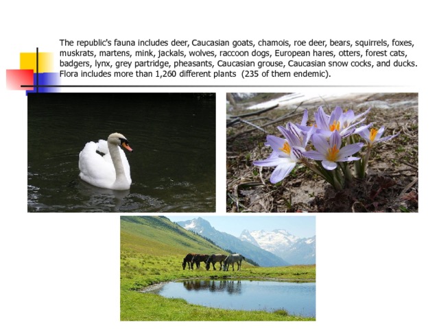 The republic's fauna includes deer, Caucasian goats, chamois, roe deer, bears, squirrels, foxes, muskrats, martens, mink, jackals, wolves, raccoon dogs, European hares, otters, forest cats, badgers, lynx, grey partridge, pheasants, Caucasian grouse, Caucasian snow cocks, and ducks. Flora includes more than 1,260 different plants (235 of them endemic). 