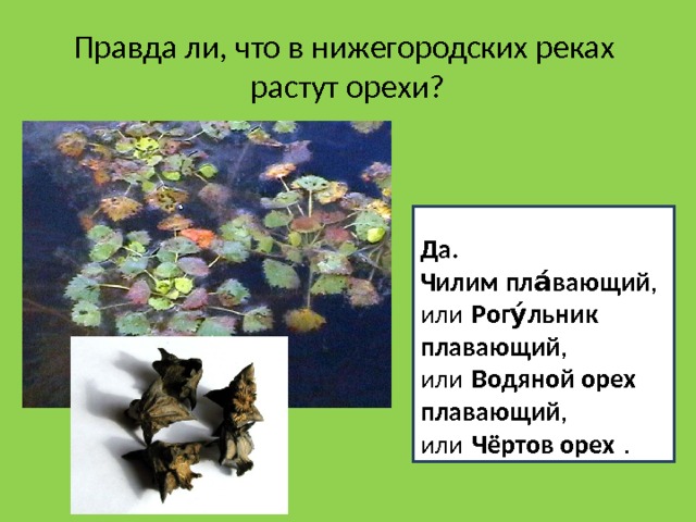 Правда ли, что в нижегородских реках растут орехи?  Да. Чилим пла́вающий , или  Рогу́льник плавающий , или  Водяной орех плавающий , или  Чёртов орех  . 