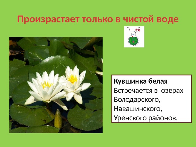 Произрастает только в чистой воде Кувшинка белая Встречается в озерах Володарского, Навашинского, Уренского районов. 