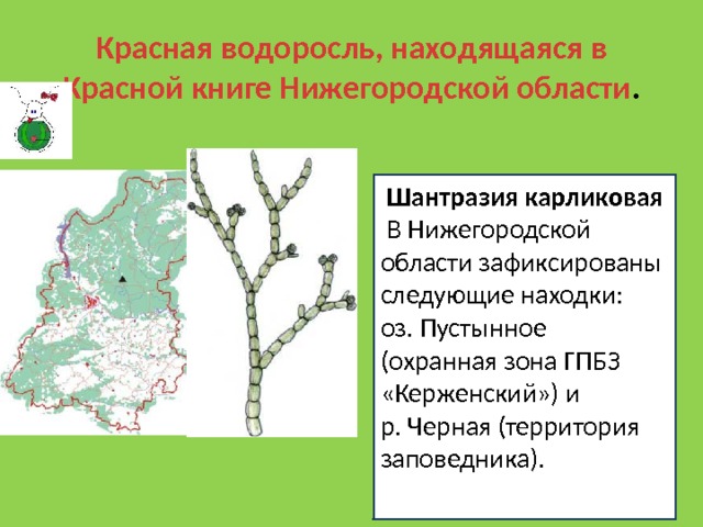 Водоросли расположенные среди гиф образуют органические