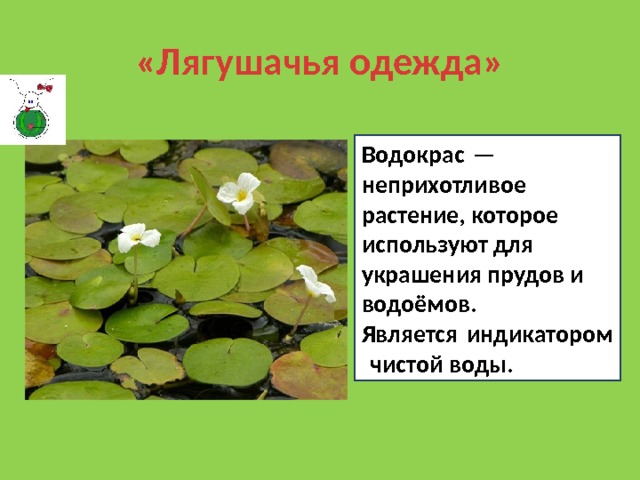 «Лягушачья одежда» Водокрас — неприхотливое растение, которое используют для украшения прудов и водоёмов. Является индикатором чистой воды. 