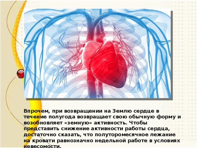Впрочем, при возвращении на Землю сердце в течение полугода возвращает свою обычную форму и возобновляет «земную» активность. Чтобы представить снижение активности работы сердца, достаточно сказать, что полуторомесячное лежание на кровати равнозначно недельной работе в условиях невесомости.
