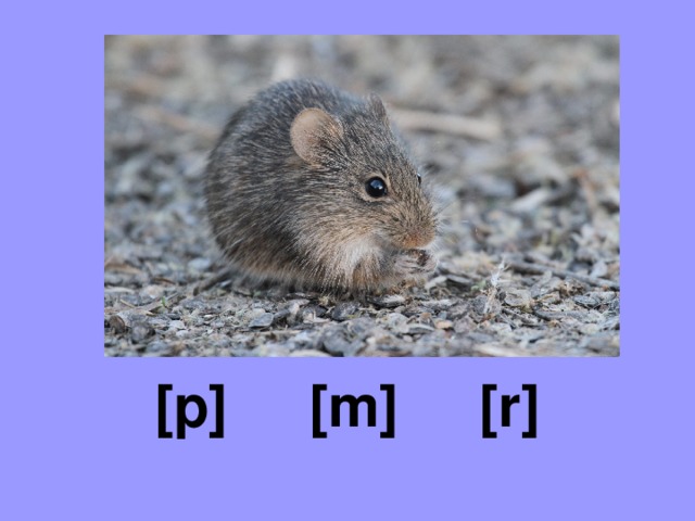 [p] [m] [r] 
