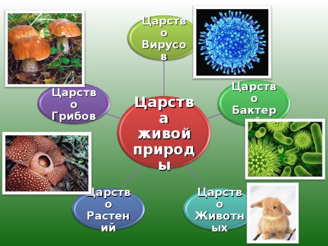 Презентация на тему царство бактерий