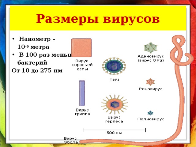 Размеры вирусов Нанометр –  10 -9 метра В 100 раз меньше  бактерий От 10 до 275 нм  